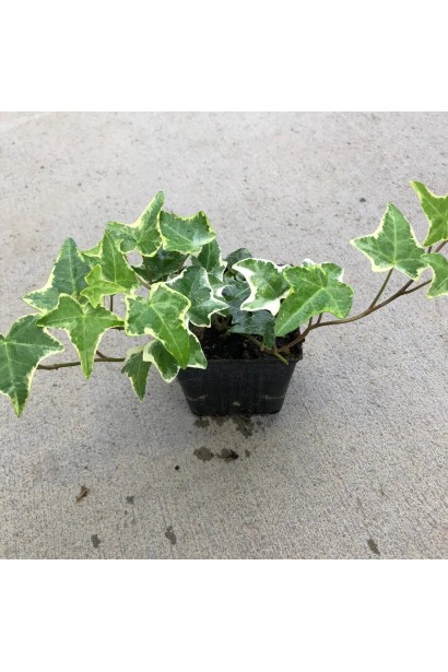 Плющ Голдчайлд в контейнері Р9 